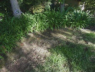 Thinning Lawn