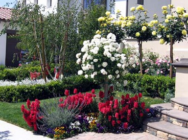Classic rose garden landscape design
