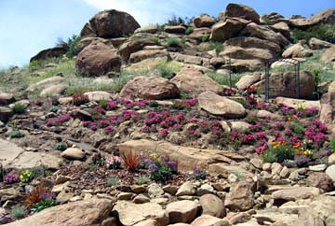 Rocky slope drought tolerant design