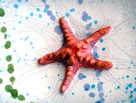 Ceramic Starfish  Fish Print