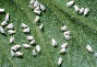 Whitefly Pests