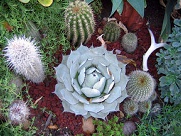 Cactus Detail