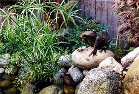 Fun Pond Detail